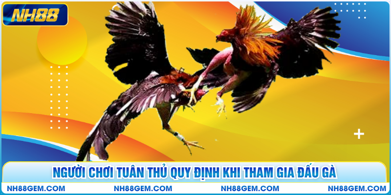 Người chơi tuân thủ quy định khi tham gia đấu gà