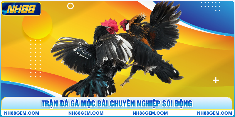 Trận đá gà Mộc Bài chuyên nghiệp sôi động